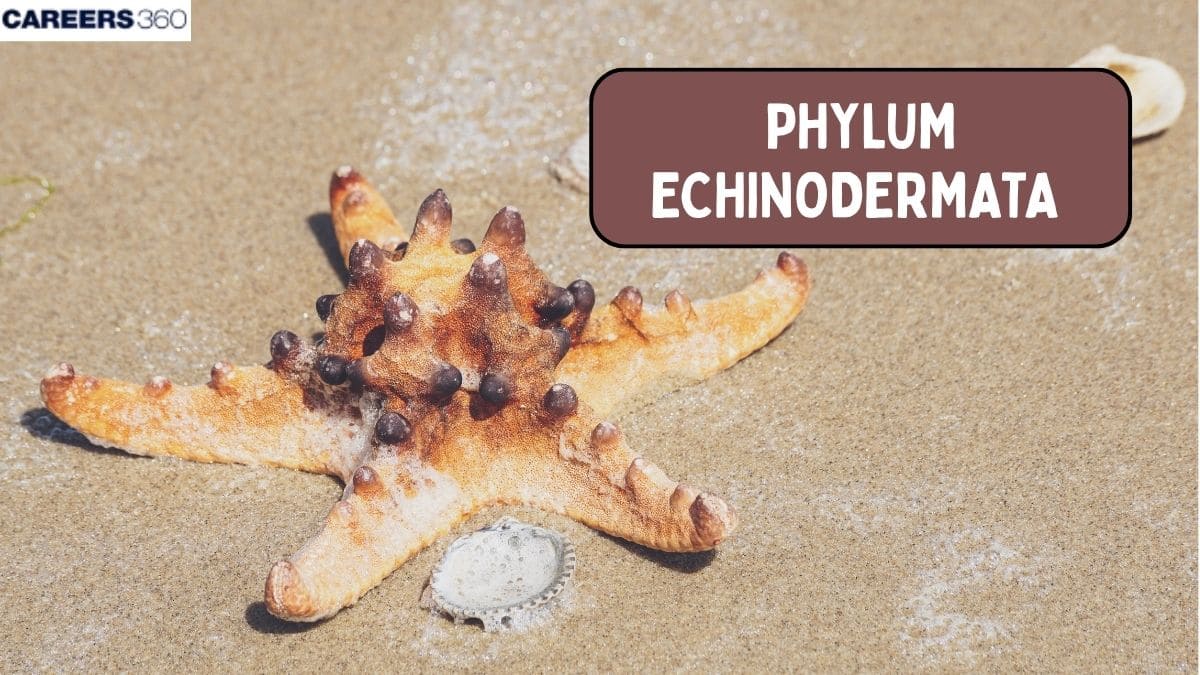 Echinodermata: Definition, Characteristics, Classification, Exampales, Facts